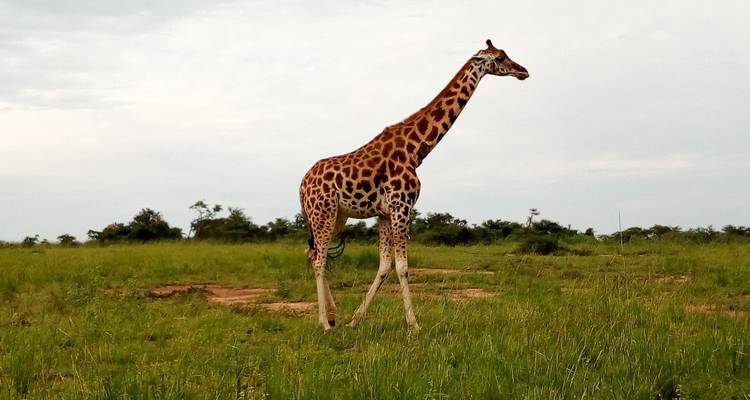 3 jours de safari dans le parc national des chutes de Murchison - Oasis Safaris Limited 4