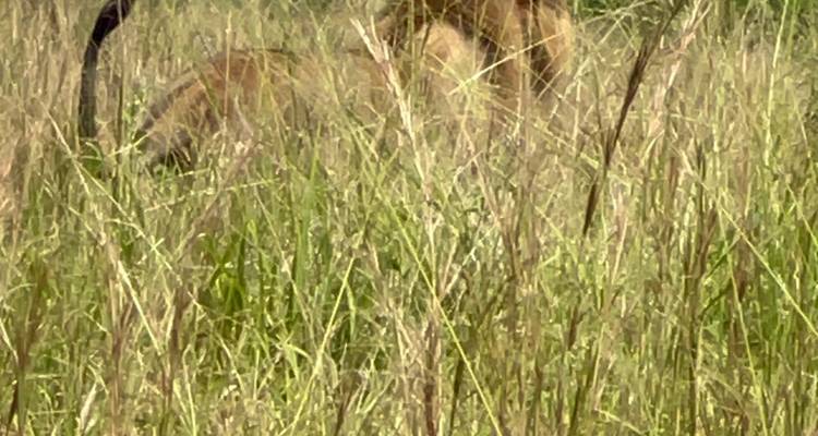 Safari de 3 días por el Parque Nacional de las cataratas Murchison - Oasis Safaris Limited 10