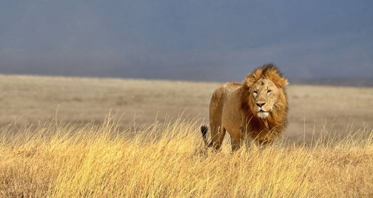 Un lion solitaire traverse l'herbe dorée et haute de la vaste savane.
