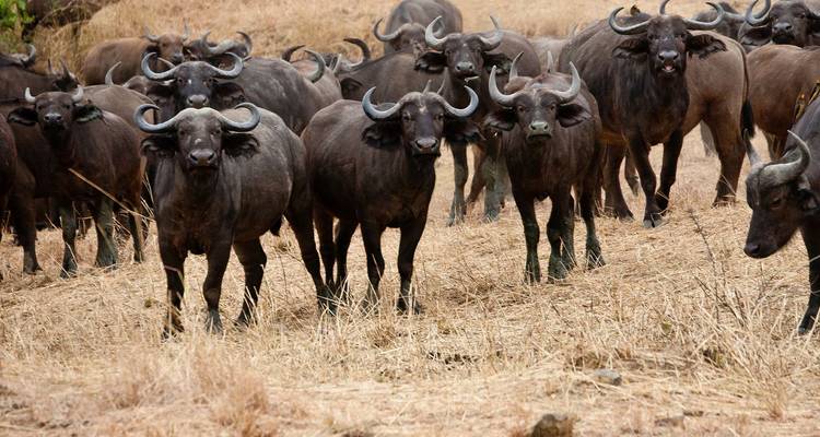 Troupeau de buffles africains se tenant alertes sur des terres herbeuses arides.