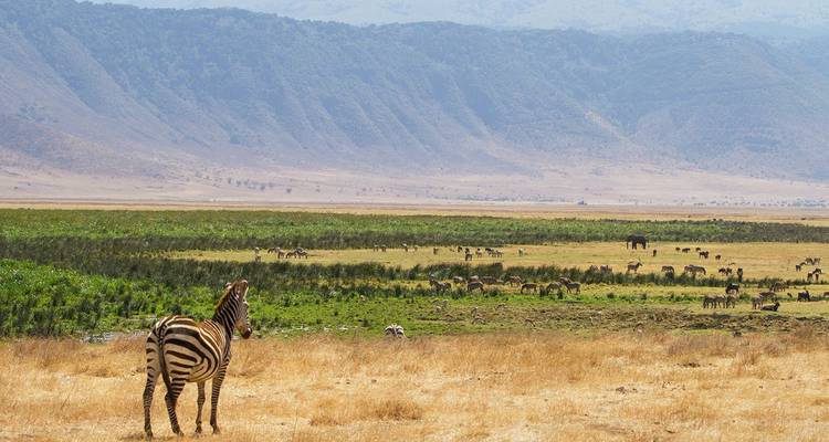 Un zèbre surplombe le vast plancher herbeux du Cratère du Ngorongoro avec des troupeaux lointains en bas.