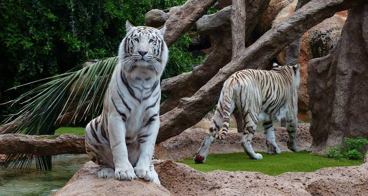 Jungle Safari in  Nepal - Amazing Authentic Treks  10