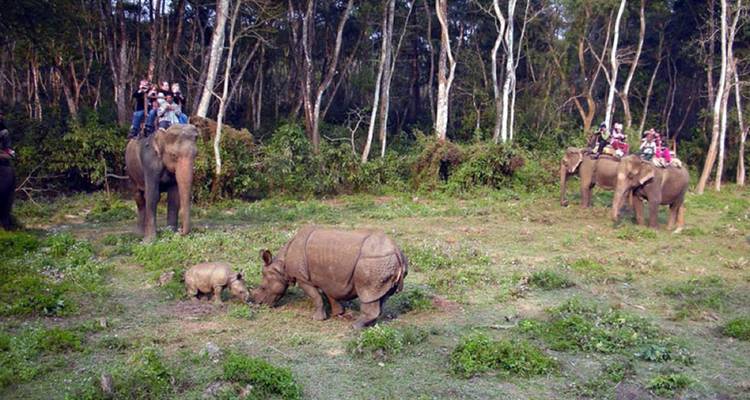 Jungle Safari in  Nepal - Amazing Authentic Treks  1