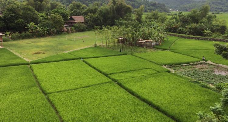 Close view over lush green rice fields with scattered rural houses and forest backdrop