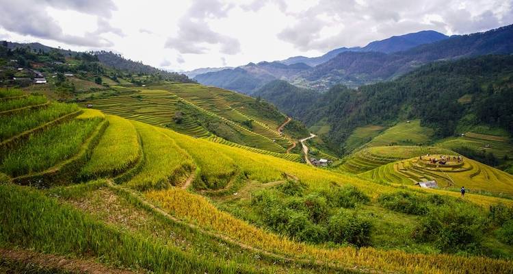 Golden rice terraces cascade down rolling hills beneath a cloudy sky, with a snaking path through the fields.
