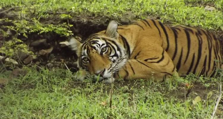 Safari des tigres et visite d'Agra Taj Mahal commence à Jaipur et se termine à Delhi - 3 jours et 2 nuits - Volunteering With India 8