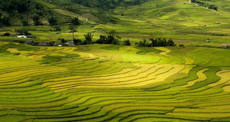 Wide view of lush green rice terraces layered across a broad valley under soft light.