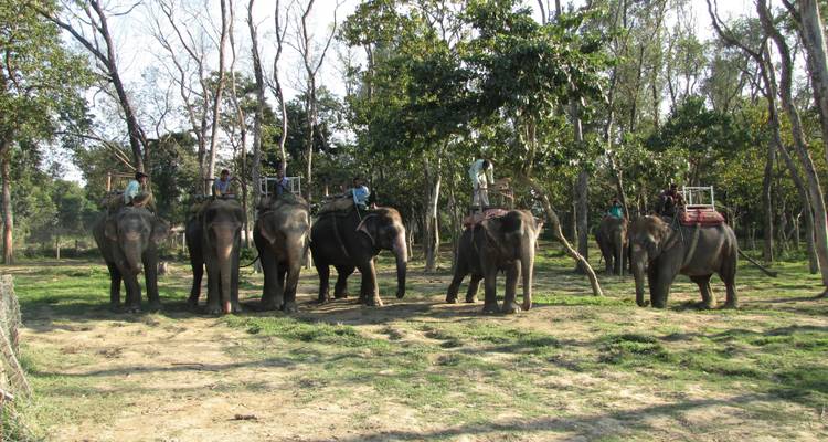 Elephants with riders in a forested area.