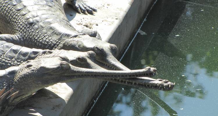 Close-up of gharials by the water.