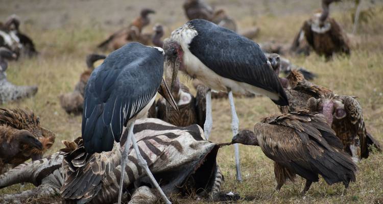 13 jours Kenya et Tanzanie Budget Camping Safari 4x4 Jeep - Exciting Africa Holidays 7