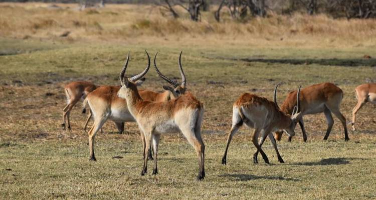 4 Day Victoria Falls and Hwange Safari - Little Roz Tours 2