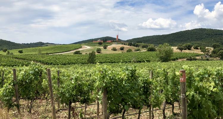 Des vignobles verdoyants sous un ciel bleu.
