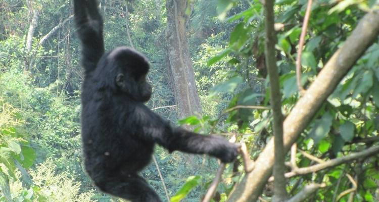 Safari en avión de 3 días para avistar gorilas en el Parque Nacional de Bwindi - Bamboo Ecotours 6