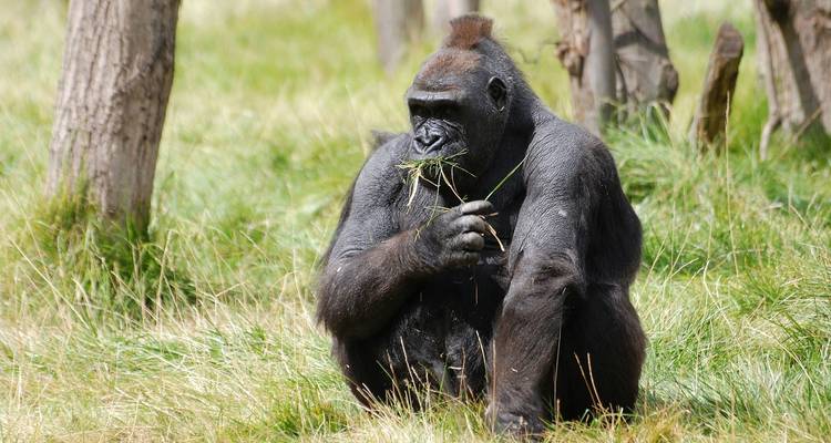 Safari en avión de 3 días para avistar gorilas en el Parque Nacional de Bwindi - Bamboo Ecotours 7