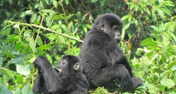 Safari en avión de 3 días para avistar gorilas en el Parque Nacional de Bwindi - Bamboo Ecotours 4