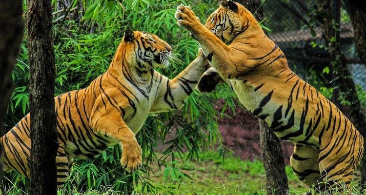 Aventuras en Ranthambore: Safari por la naturaleza con el Triángulo de Oro - 7 días - Fragrance of Taj 2