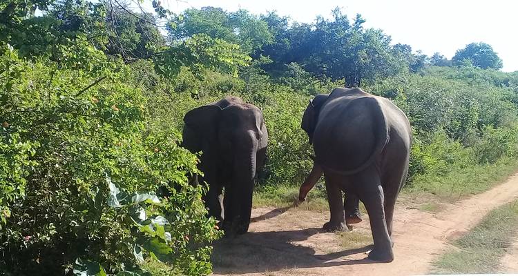 Faune et nature du Sri Lanka - 1 - Stelaran Holidays (Pvt) Ltd 7