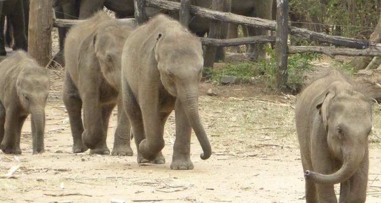 Faune et nature du Sri Lanka - 1 - Stelaran Holidays (Pvt) Ltd 2