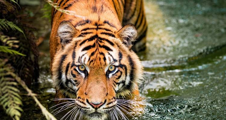 Taj Mahal, tigres, vida salvaje, espiritualidad y Clase de cocina - excursión al triángulo de oro con Ranthambore y Varanasi - Julie International Tours 2