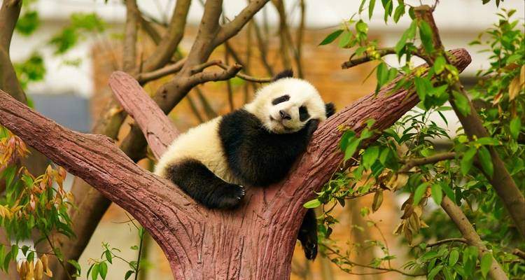 Cachorro de panda gigante relajándose en la horquilla de un árbol rodeado de follaje verde.