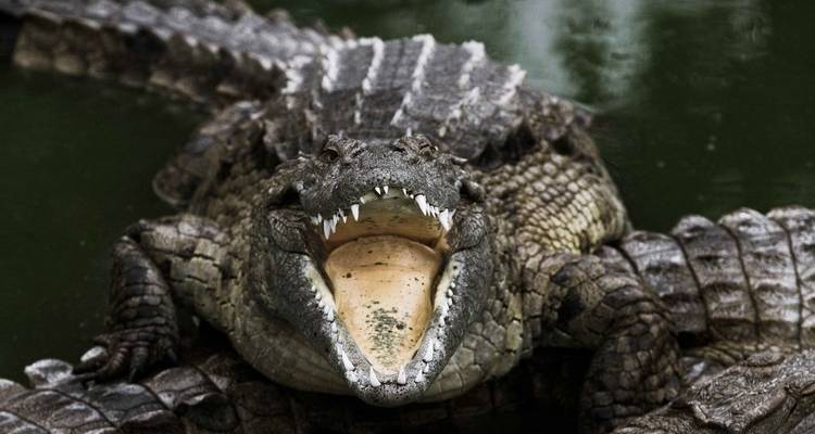 Un crocodile avec la bouche ouverte dans l'eau.