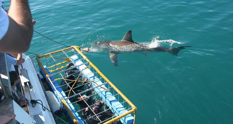 Un requin nageant près d'une cage de plongée.