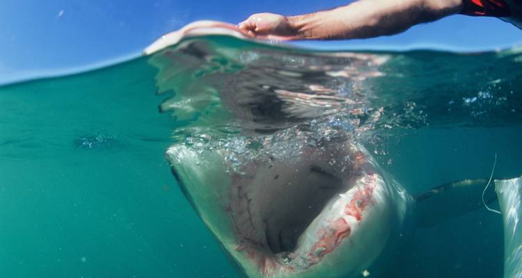 Une personne tenant un appât au-dessus de la gueule ouverte d'un requin juste sous la surface de l'eau.