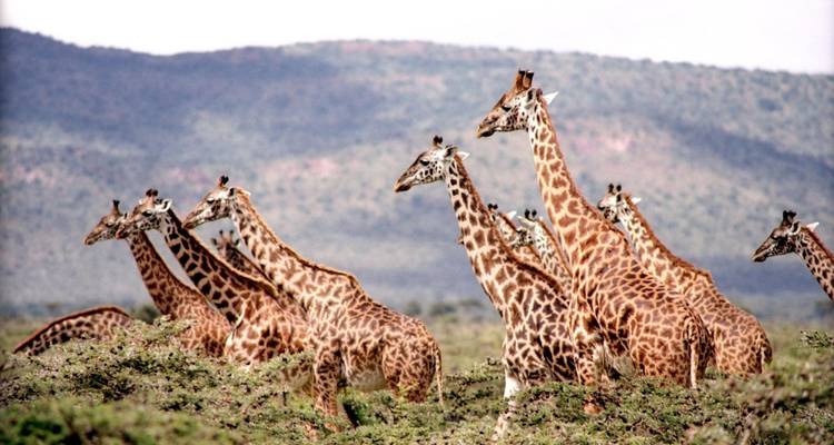 Groupe de girafes dans un paysage de savane.