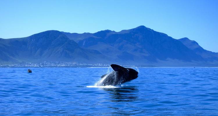 Une baleine jaillissant de l'océan avec des montagnes en arrière-plan.