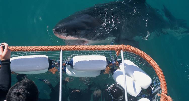 Un requin près d'une cage avec des gens sous l'eau qui observent.
