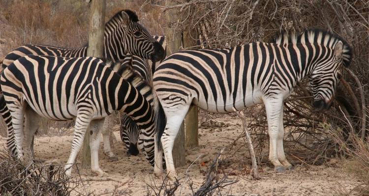 Zèbres broutant dans la nature avec des buissons secs autour.