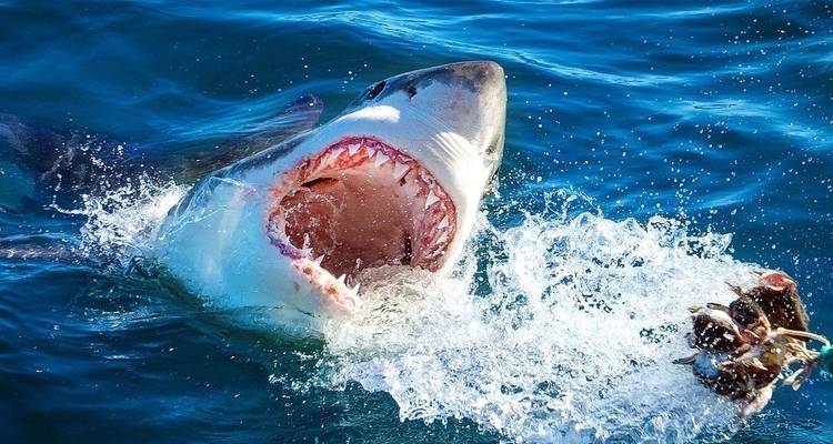 Un requin avec la gueule ouverte émergeant de l'eau.