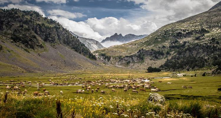 Vallée de montagne pittoresque avec des moutons qui paissent sous un ciel nuageux.