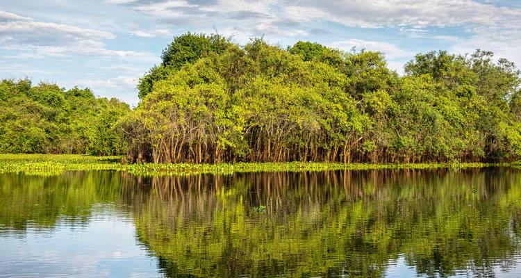 Dicht groen mangrovebos weerspiegeld in het stilstaande water van het Pantanal-moerasland.