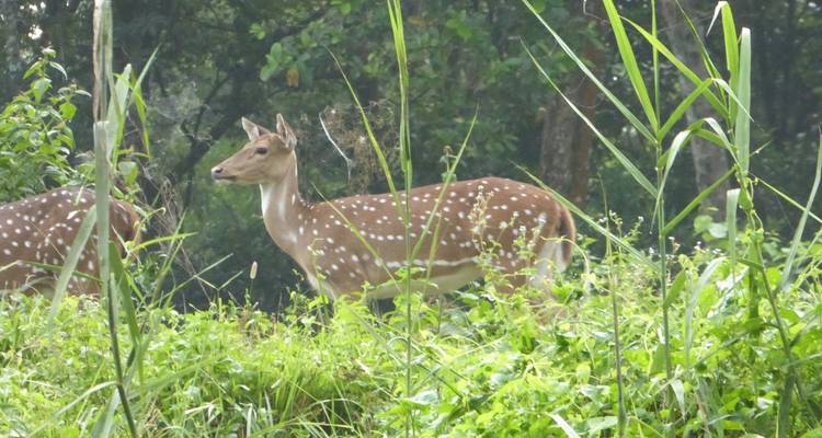 Gefleckte Hirsche in einem üppig grünen Waldgebiet.