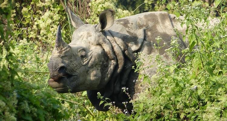 Nahaufnahme eines Nashorns in einer grasigen, bewaldeten Umgebung.