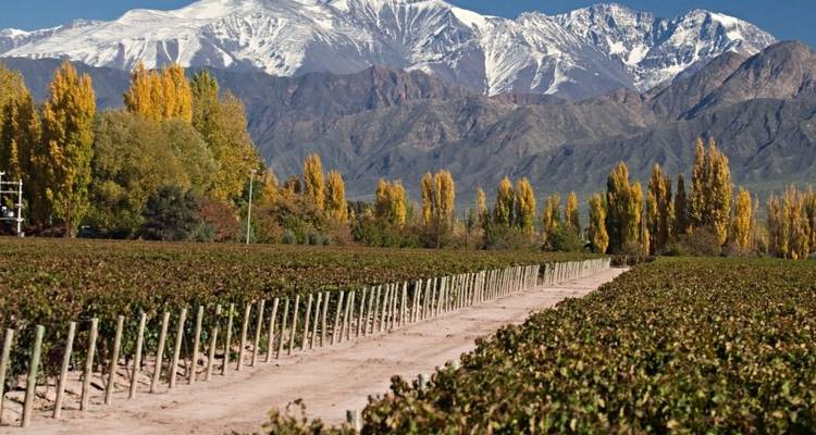 Vineyards with mountains in the distance.