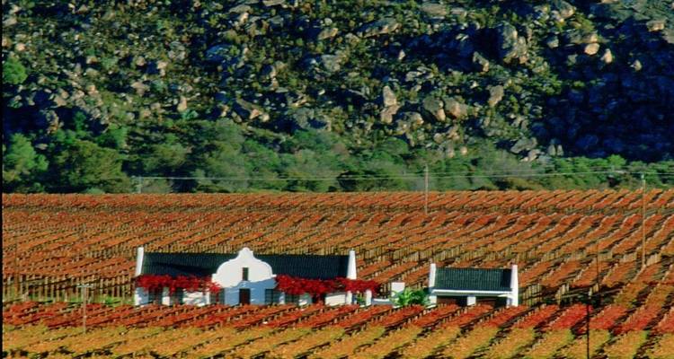 Vignoble avec une maison blanche traditionnelle et des feuilles colorées.