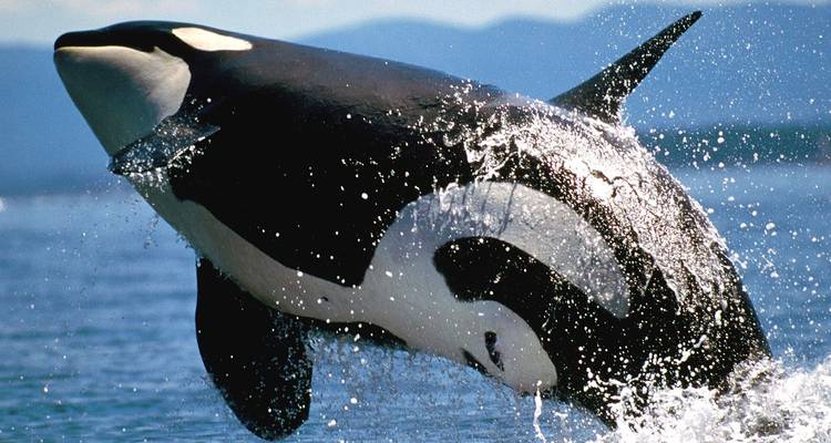 Orque sautant hors de l'eau