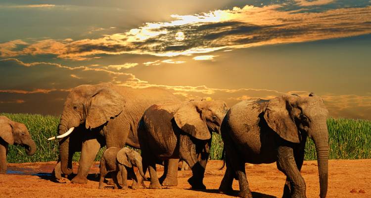 Éléphants marchant sous un coucher de soleil dramatique.