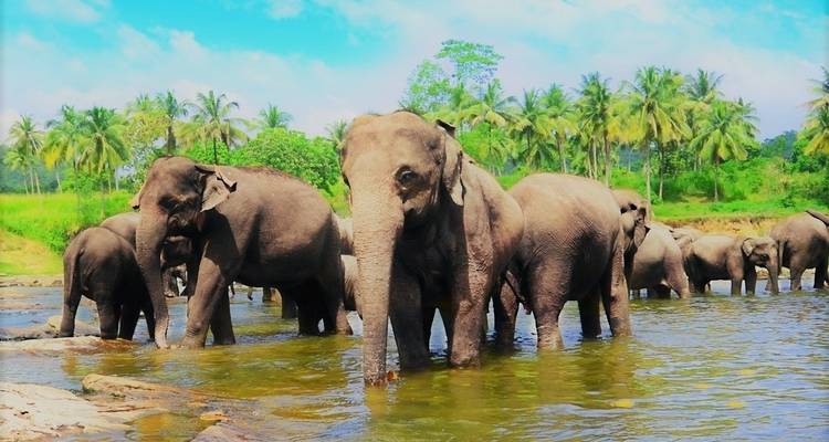 Voyage romantique au Sri Lanka - Look Lanka Tours 10