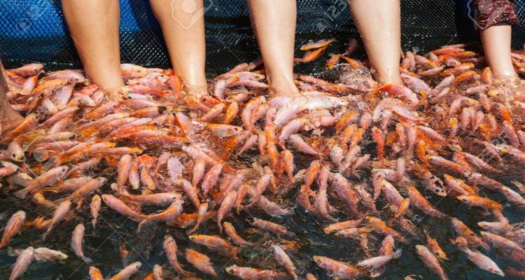 Des personnes profitant d'un spa aux poissons avec leurs pieds immergés dans un bassin rempli de poissons.