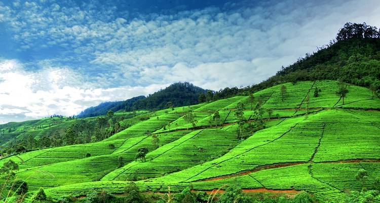 Voyage romantique au Sri Lanka - Look Lanka Tours 6