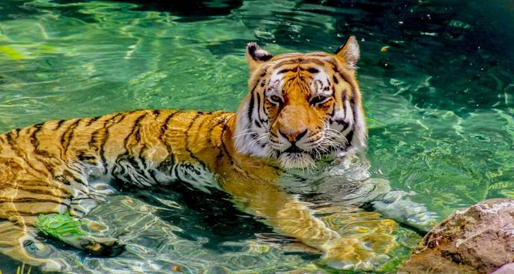 Adventures Ranthambore Wildlife Safari Tour from Delhi with Safari Rides - Golden Triangle Tours Of India 4