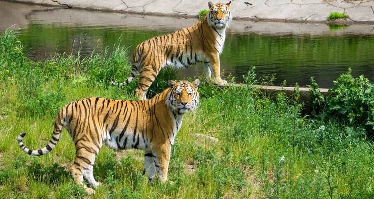 Adventures Ranthambore Wildlife Safari Tour from Delhi with Safari Rides - Golden Triangle Tours Of India 7