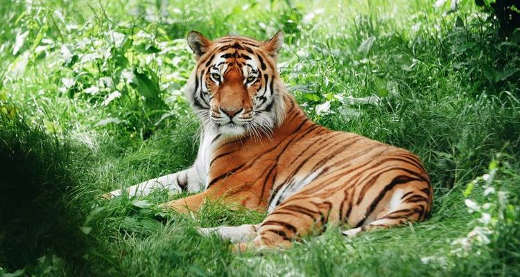 Adventures Ranthambore Wildlife Safari Tour from Delhi with Safari Rides - Golden Triangle Tours Of India 10