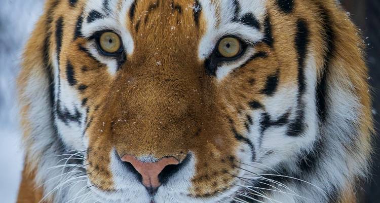 Adventures Ranthambore Wildlife Safari Tour from Delhi with Safari Rides - Golden Triangle Tours Of India 3