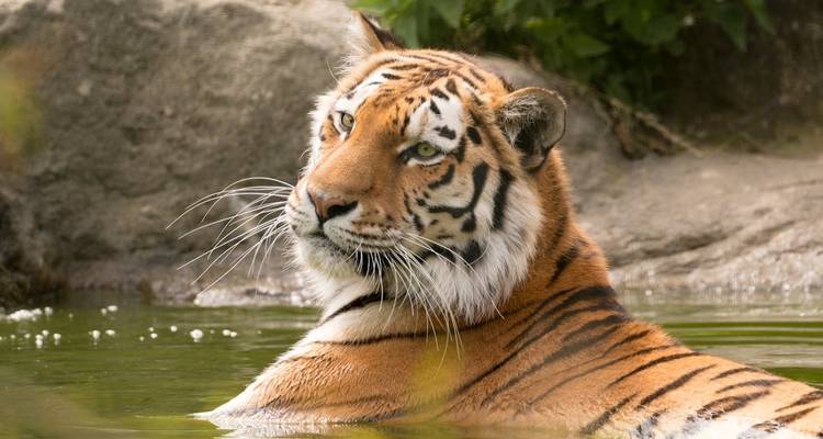 Adventures Ranthambore Wildlife Safari Tour depuis Delhi avec Safari Rides - Golden Triangle Tours Of India 10