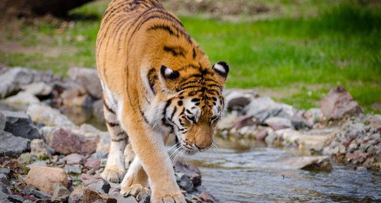 Adventures Ranthambore Wildlife Safari Tour from Delhi with Safari Rides - Golden Triangle Tours Of India 6