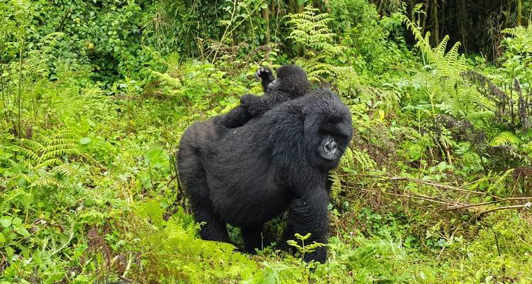 6 jours d'expérience avec les gorilles au Rwanda et en Ouganda - New Horizon Africa Safaris 5